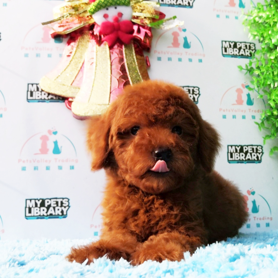 Super Red Toy Poodle Puppy (Male) For Sale