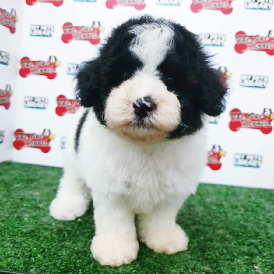 Black & White Toy Poodle Puppy (Male) For Sale