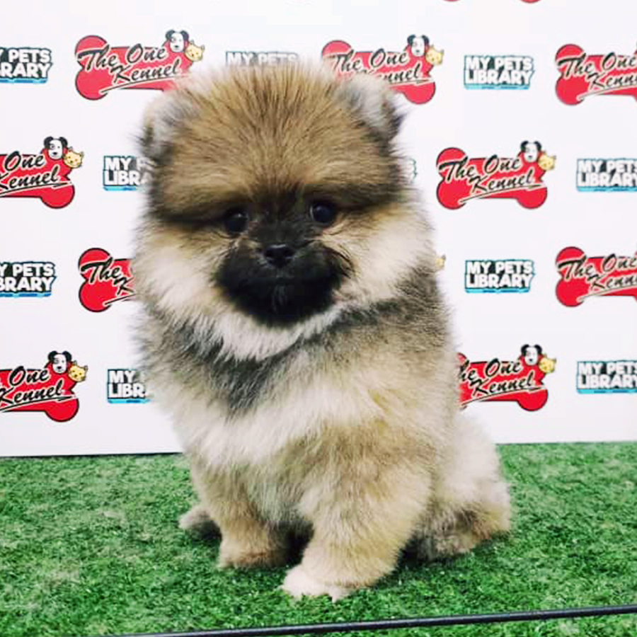 Sable Pomeranian Puppy (Female) For Sale
