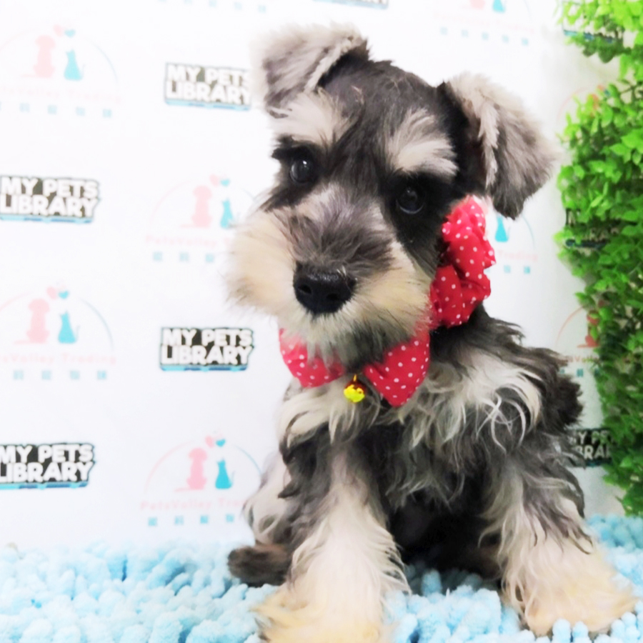 Miniature Schnauzer Puppy (Female) For Sale