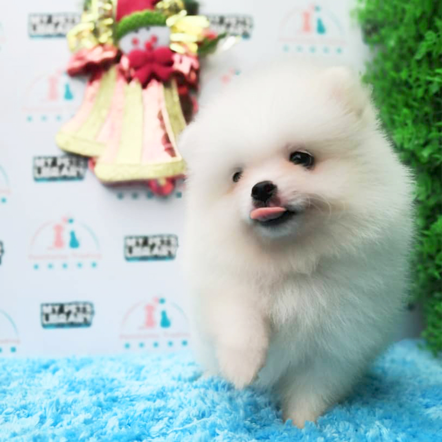 White Tiny Pomeranian Puppy (Male) For Sale