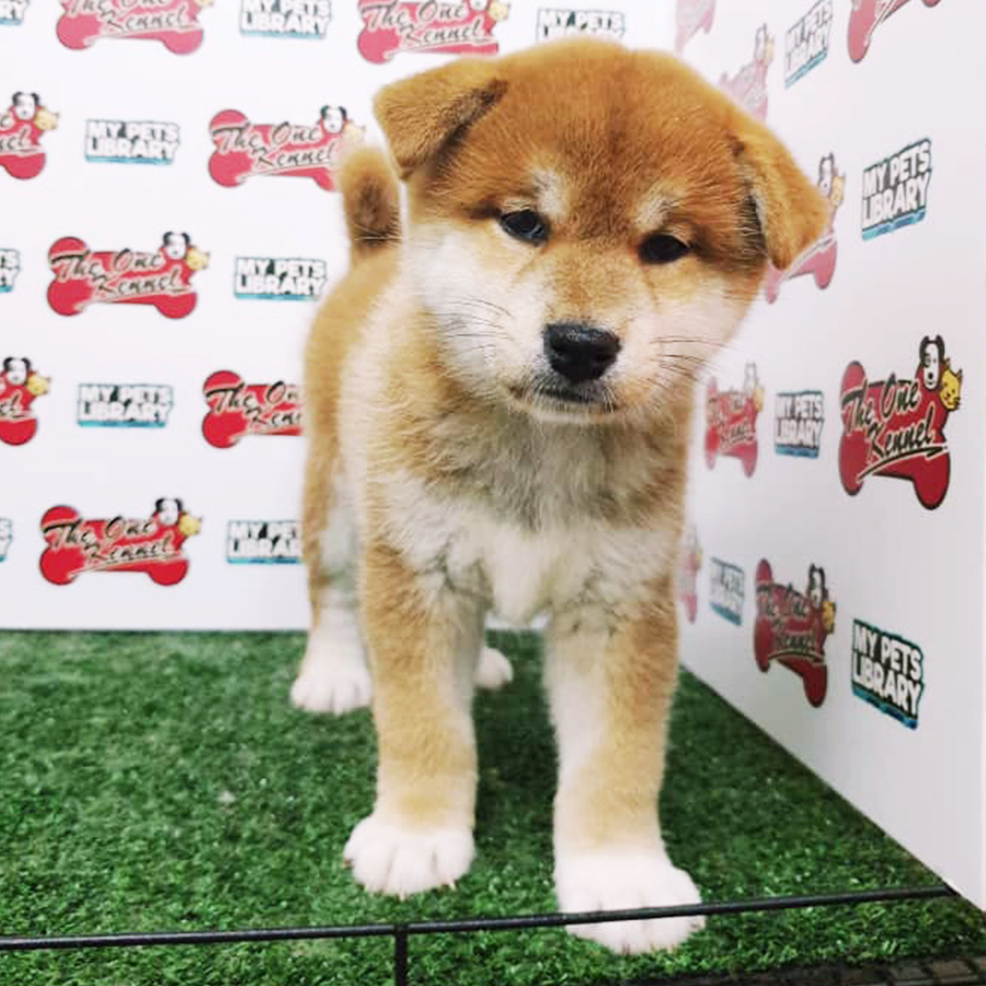 Brown & White Shiba Inu Puppy (Female) For Sale