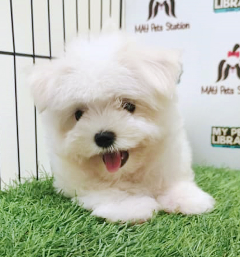 White Tiny Maltese Puppy (Male) For Sale