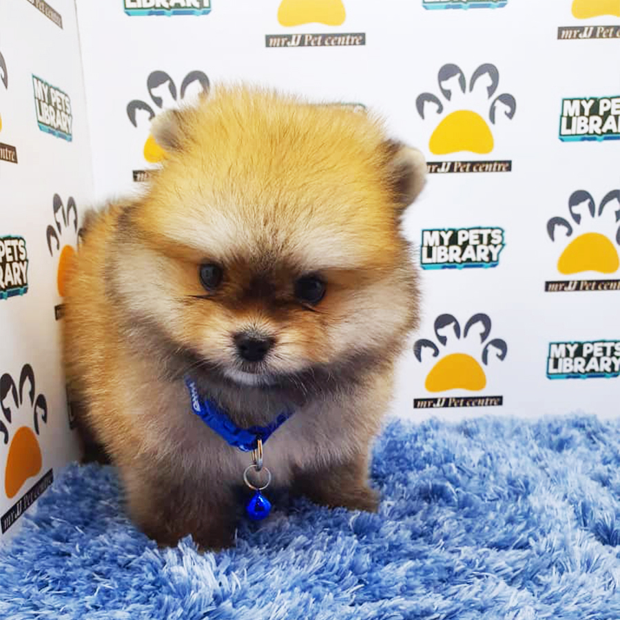 Sable Pomeranian Puppy (Male) For Sale