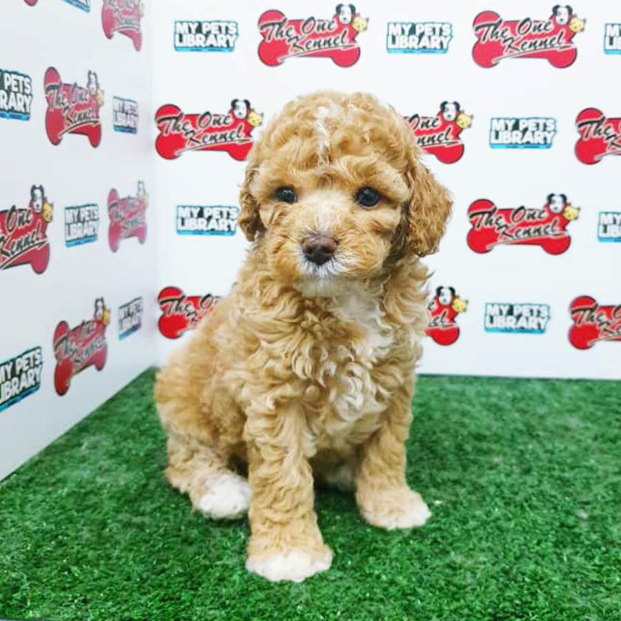 Brown & White Toy Poodle Puppy (Male) For Sale