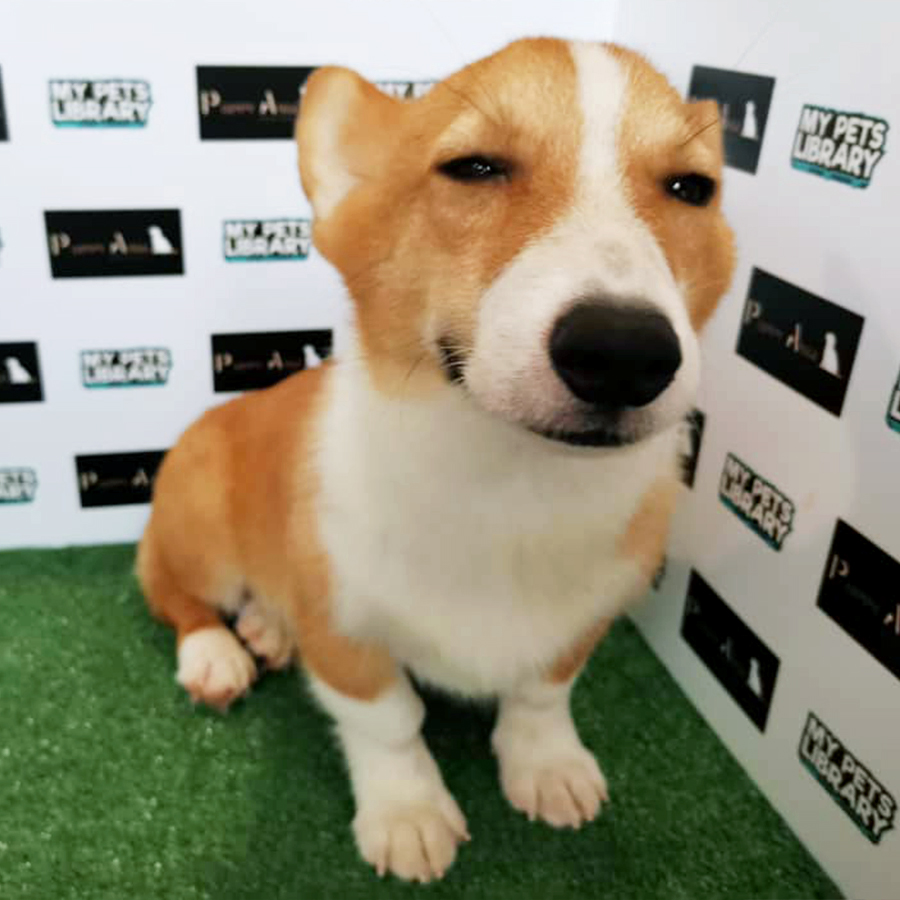 Welsh Corgi (Male) For Sale
