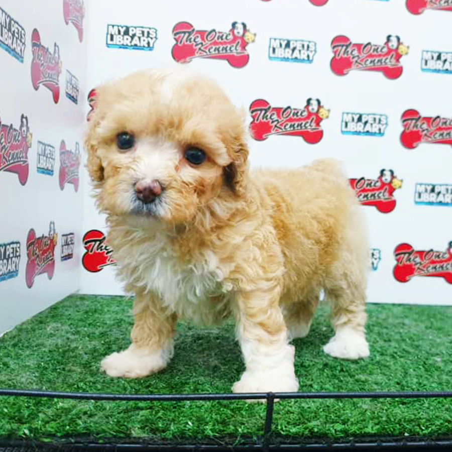 Brown & White Toy Poodle Puppy (Female) For Sale