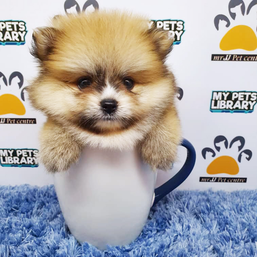 Sable Pomeranian Puppy (Male) For Sale