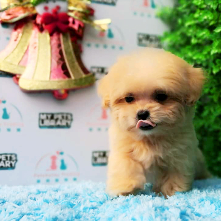 Cream Maltipoo  Puppy (Female) For Sale