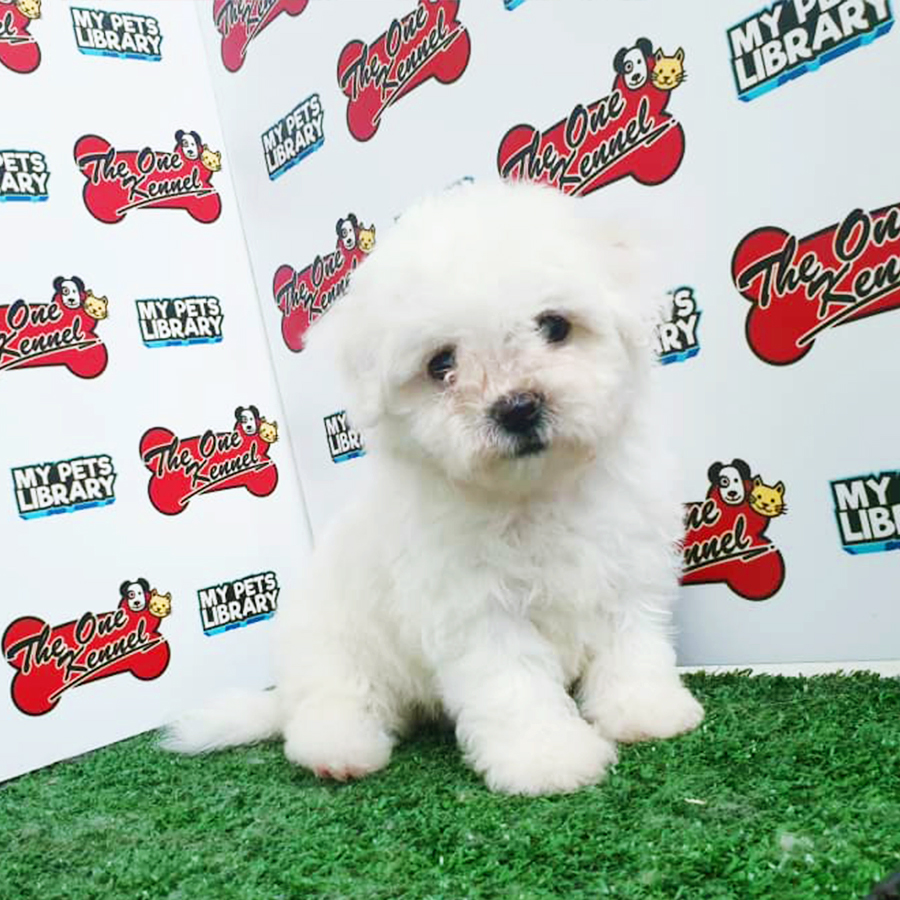 Bichon Frise Puppy (Female) For Sale