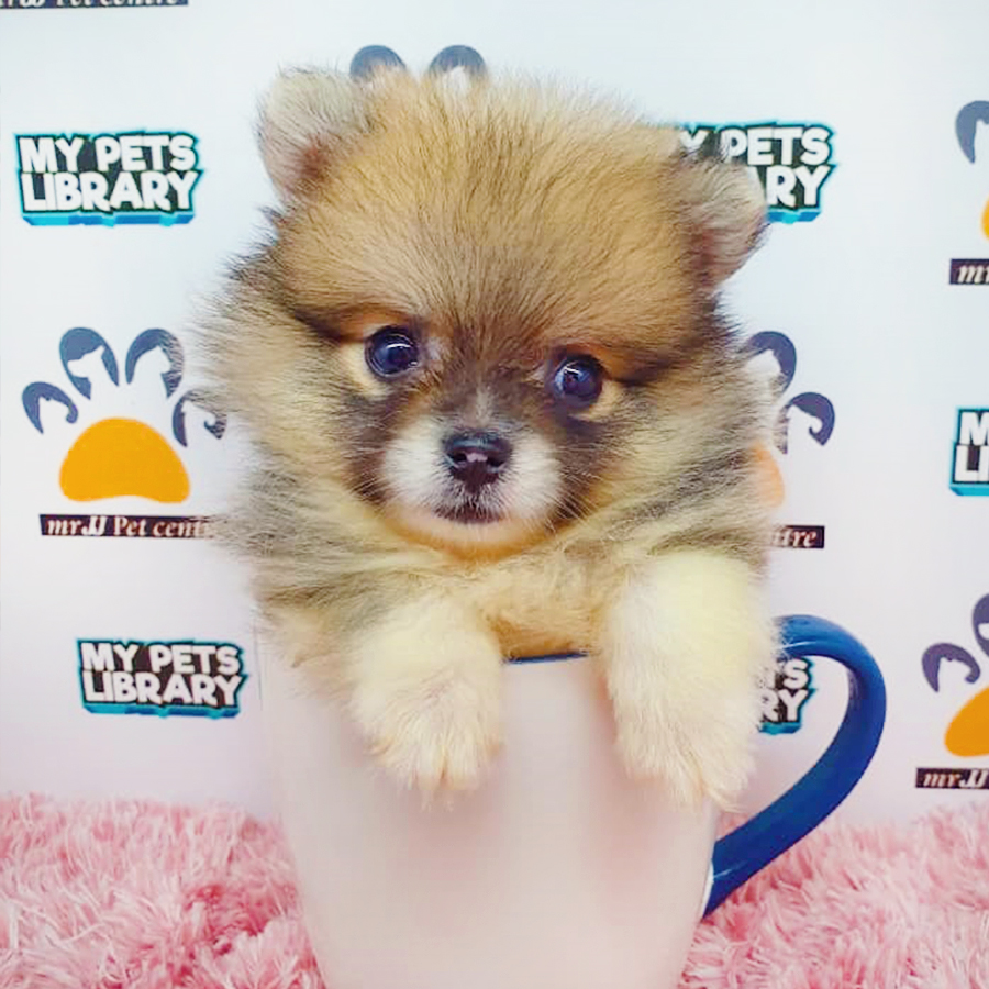 Sable Brown Teacup Pomeranian Puppy (Female) For Sale