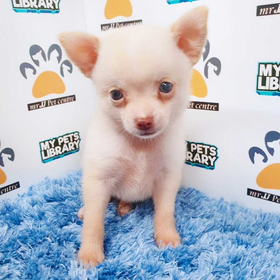 Short Coat Chihuahua Puppy (Male) For Sale