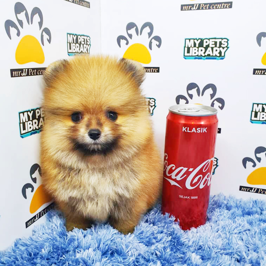Sable Brown Teacup Pomeranian Puppy (Male) For Sale