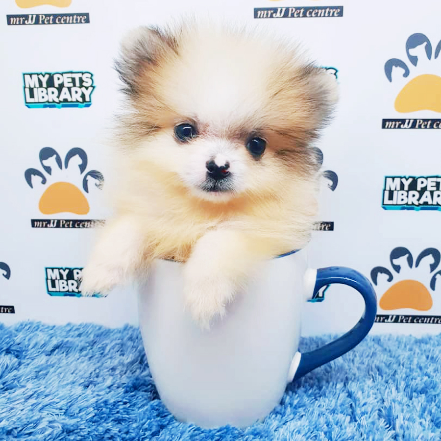 Parti Colour Teacup Pomeranian Puppy (Male) For Sale