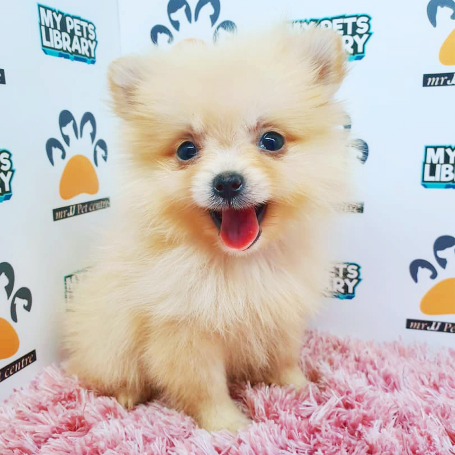 Cream Teacup Pomeranian Puppy (Female) For Sale