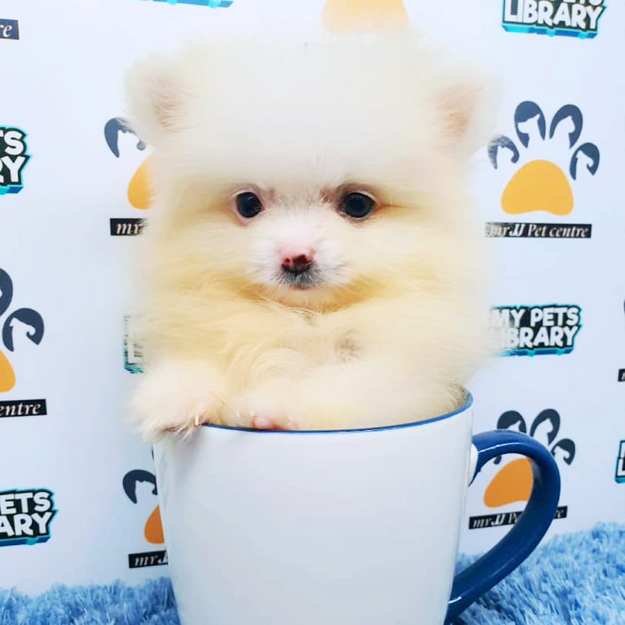 Cream White Teacup Pomeranian Puppy (Male) For Sale