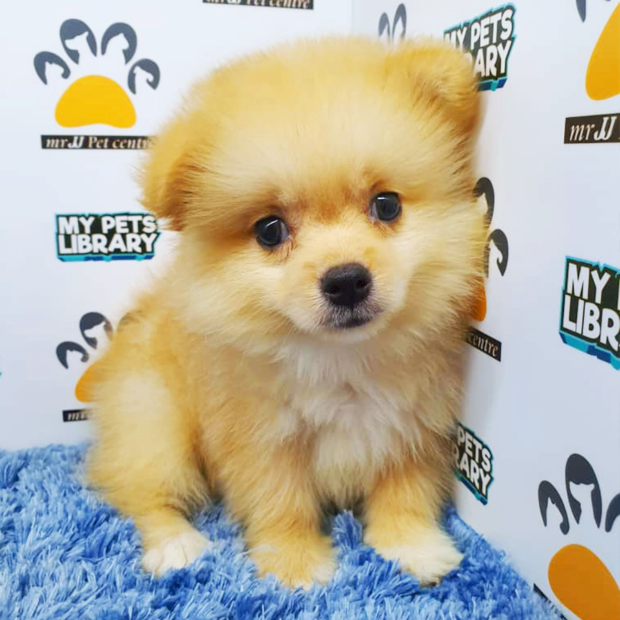 Brown & White Pomeranian Puppy (Male) For Sale