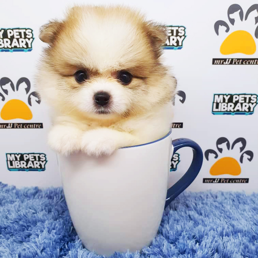 Parti Colour Teacup Pomeranian Puppy (Male) For Sale