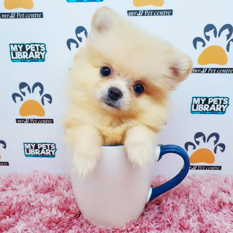 Cream Teacup Pomeranian Puppy (Female) For Sale