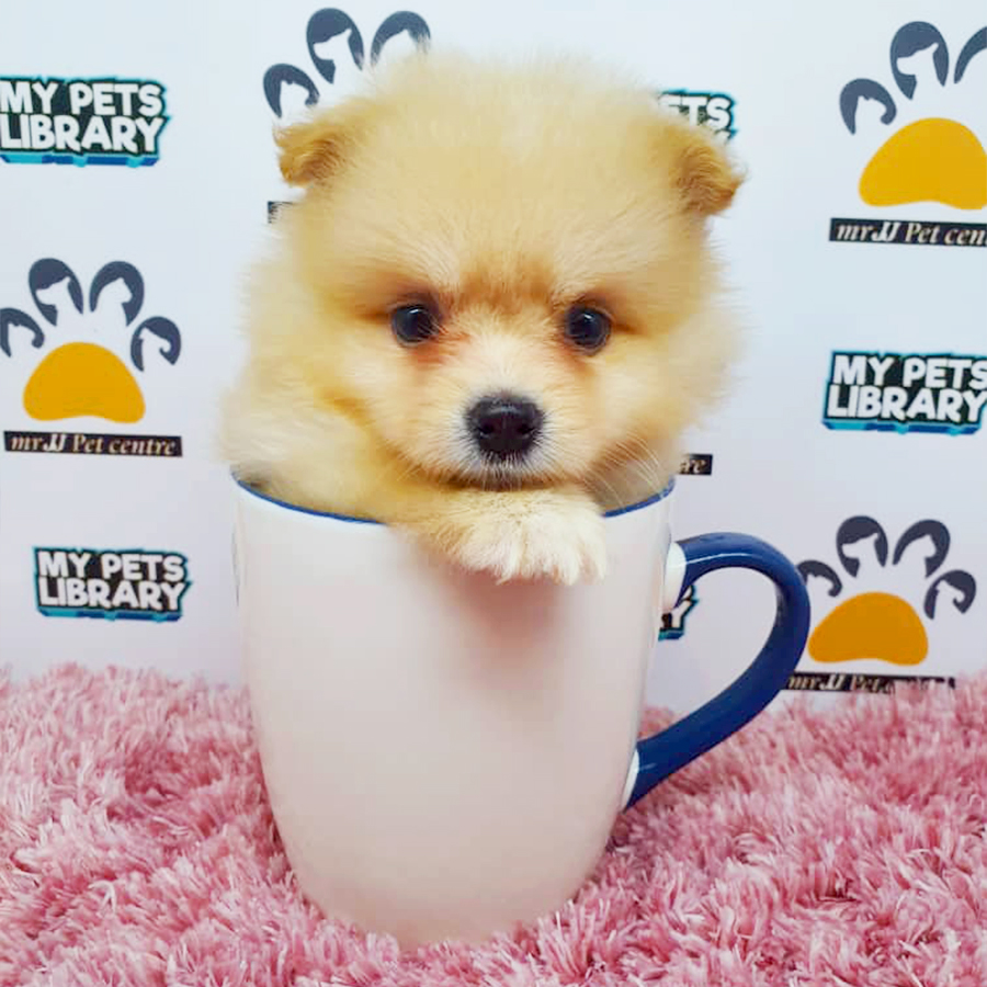 Cream Teacup Pomeranian Puppy (Female) For Sale