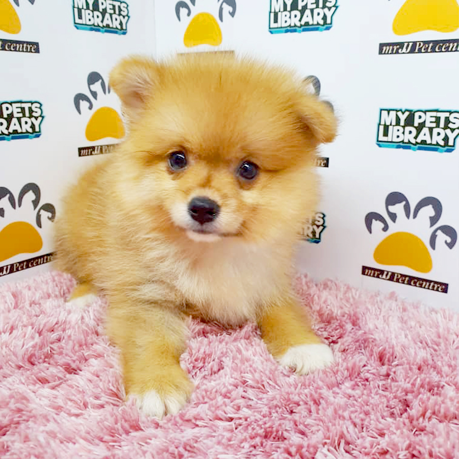 Brown & White Pomeranian Puppy (Female) For Sale