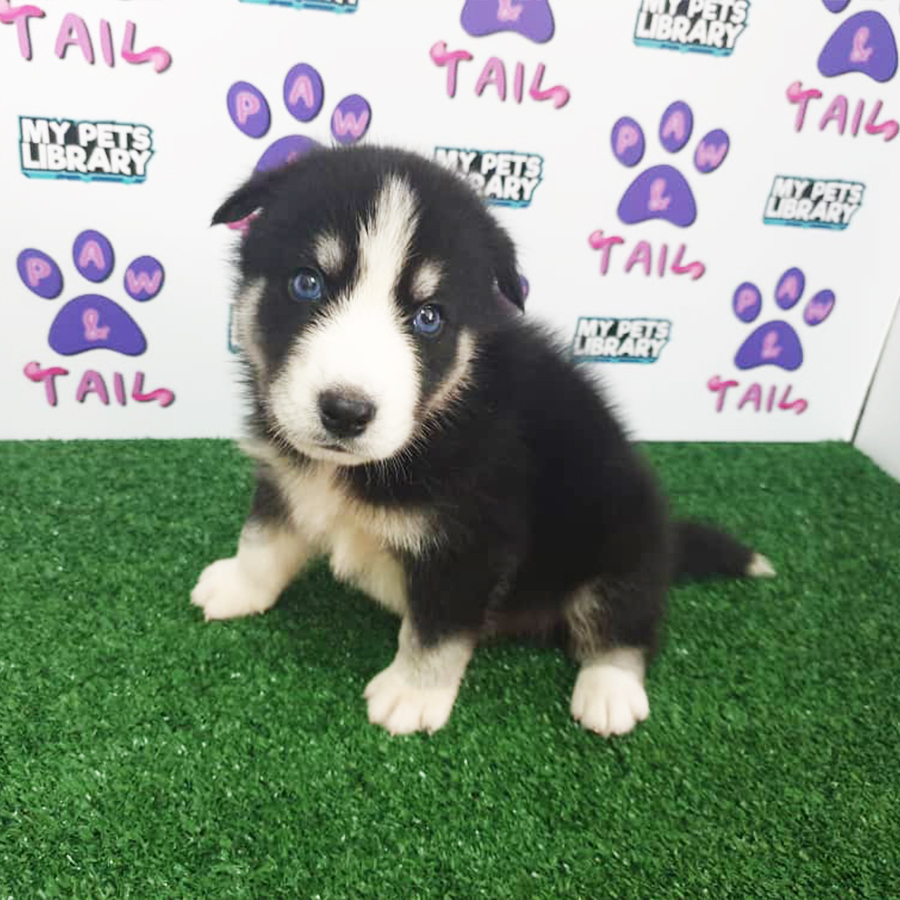 Black & White Pomsky Puppy (Male) For Sale
