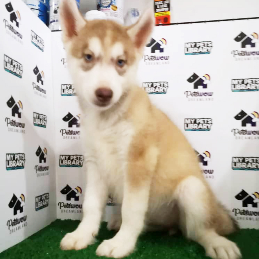 Red & White Siberian Husky Puppy (Female) For Sale