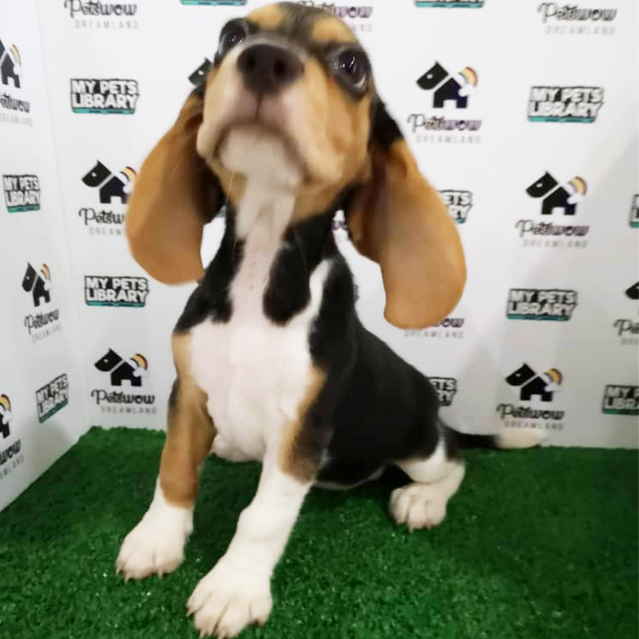 Beagle Puppy (Female) For Sale