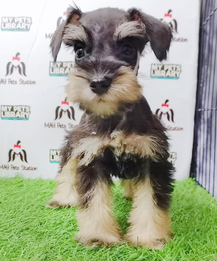 Salt & Pepper Miniature Schnauzer Puppy (Female) For Sale