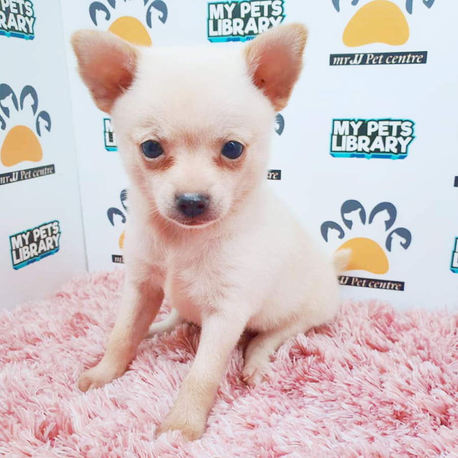Short Coat Chihuahua Puppy (Female) For Sale