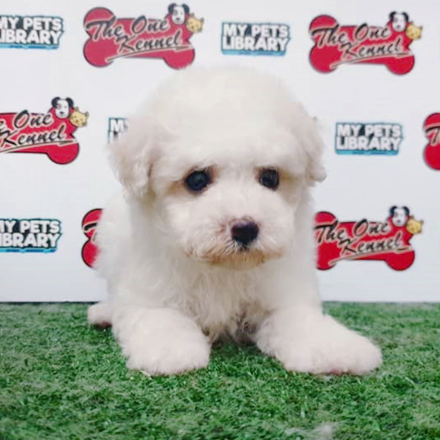 White Bichon Frise Puppy (Male) For Sale
