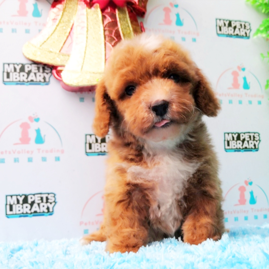 Brown & White Toy Poodle Puppy (Male) For Sale