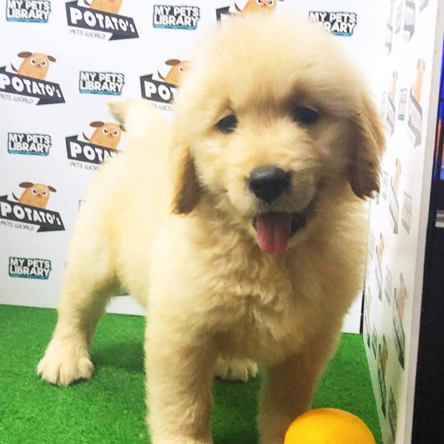 Golden Retriever Puppy (Male) For Sale