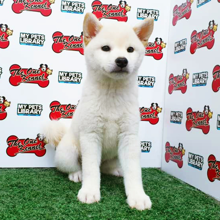 White Shiba Inu Puppy (Female) For Sale