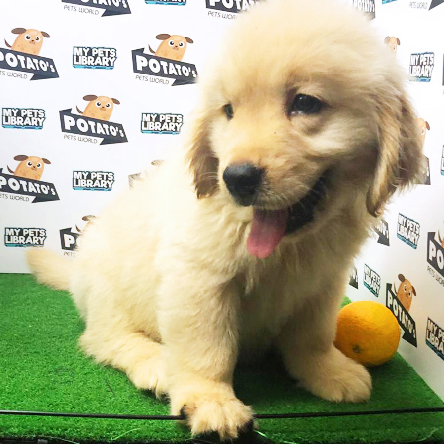 Golden Retriever Puppy (Male) For Sale