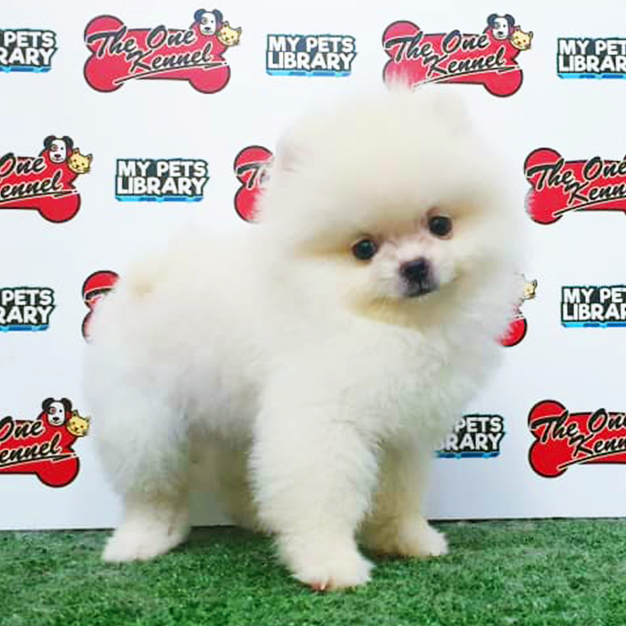 White Pomeranian Puppy (Female) For Sale