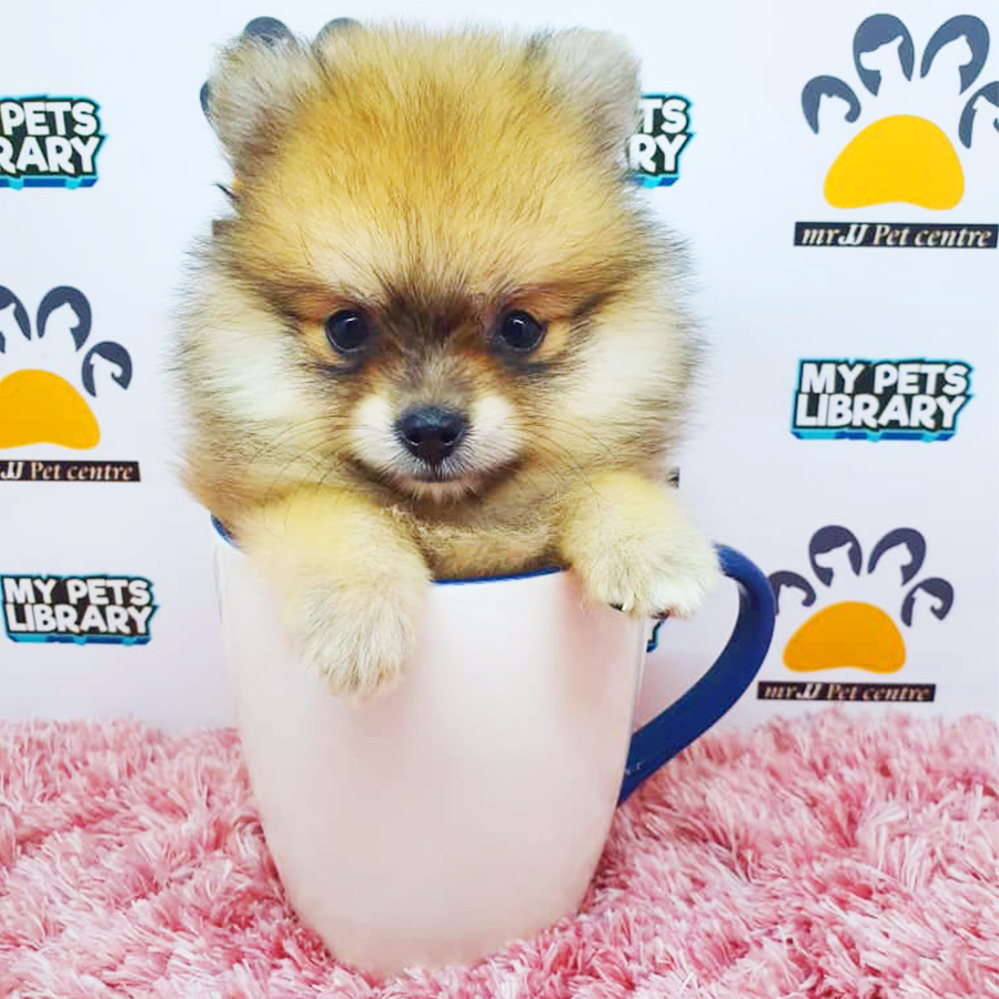 Sable Teacup Pomeranian Puppy (Female) For Sale