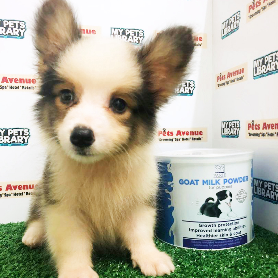 Pembroke Welsh Corgi Puppy (Male) For Sale