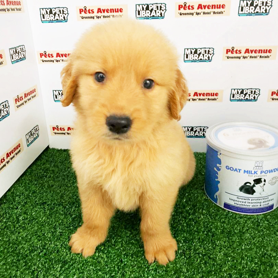Golden Retriever Puppy (Male) For Sale