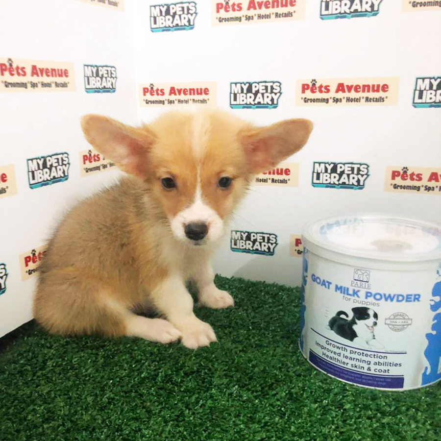 Pembroke Welsh Corgi Puppy (Female) For Sale