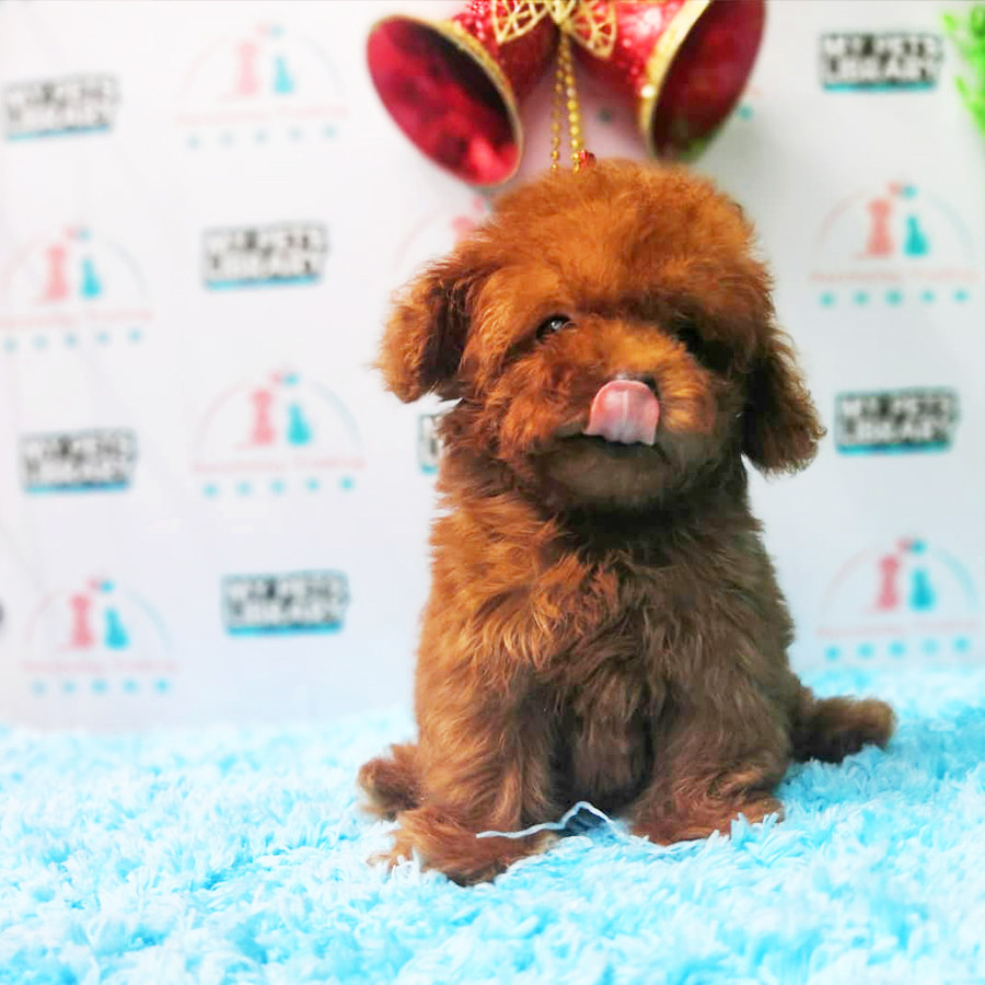 Super Red Tiny Poodle Puppy (Female) For Sale