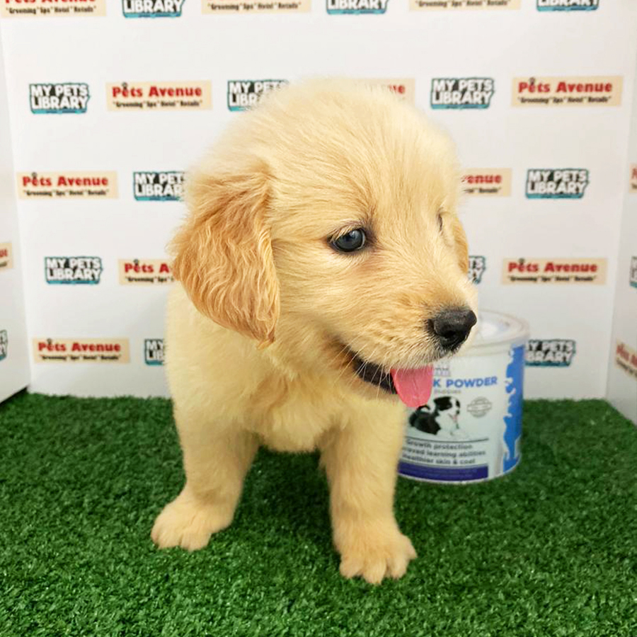 Golden Retriever Puppy (Female) For Sale