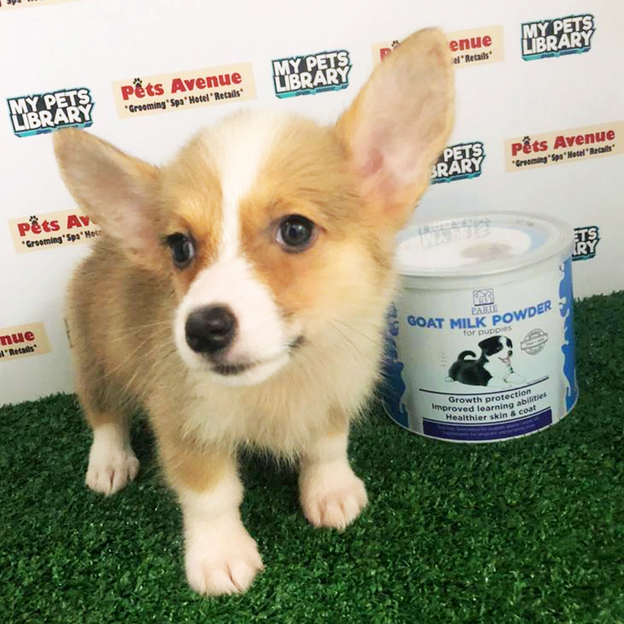 Pembroke Welsh Corgi Puppy (Female) For Sale