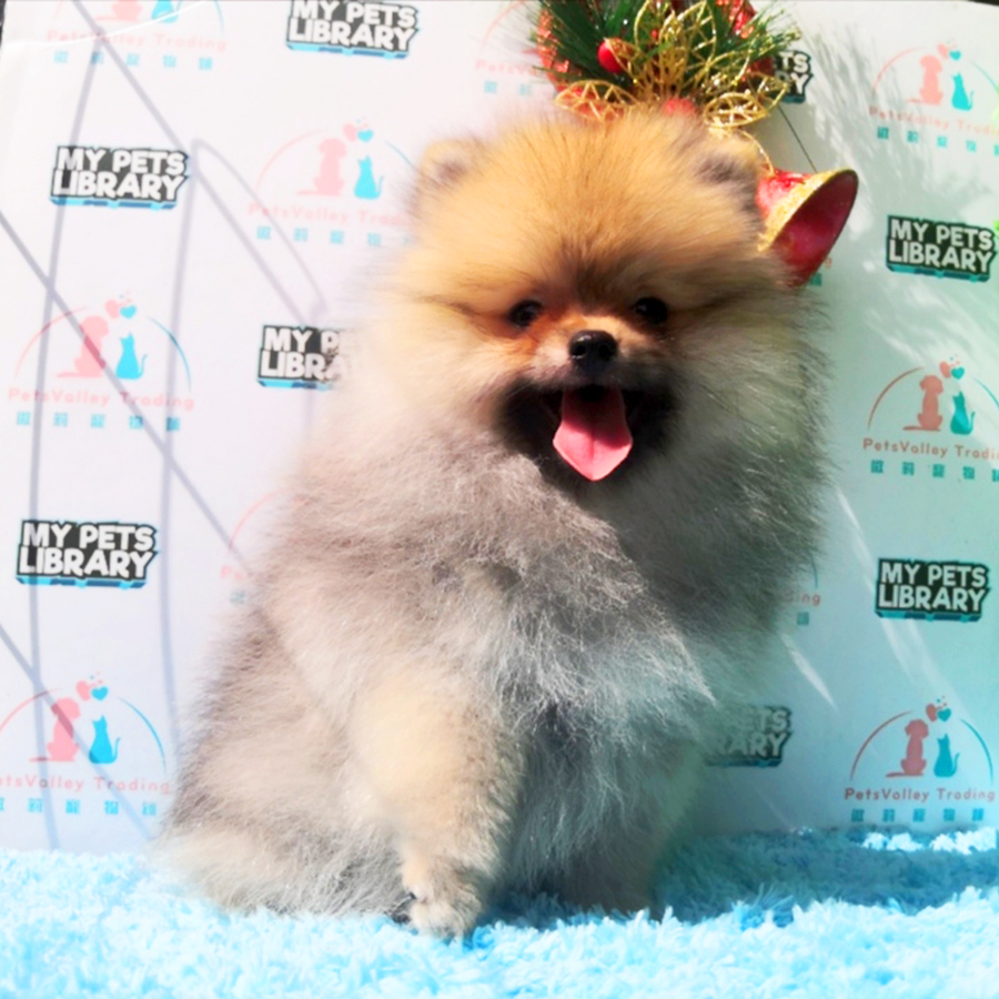 Sable Orange Tiny Pomeranian Puppy (Female) For Sale