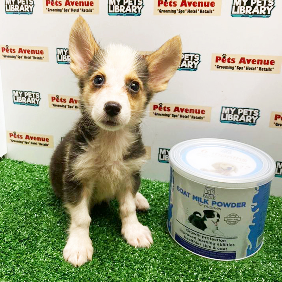 Pembroke Welsh Corgi Puppy (Male) For Sale