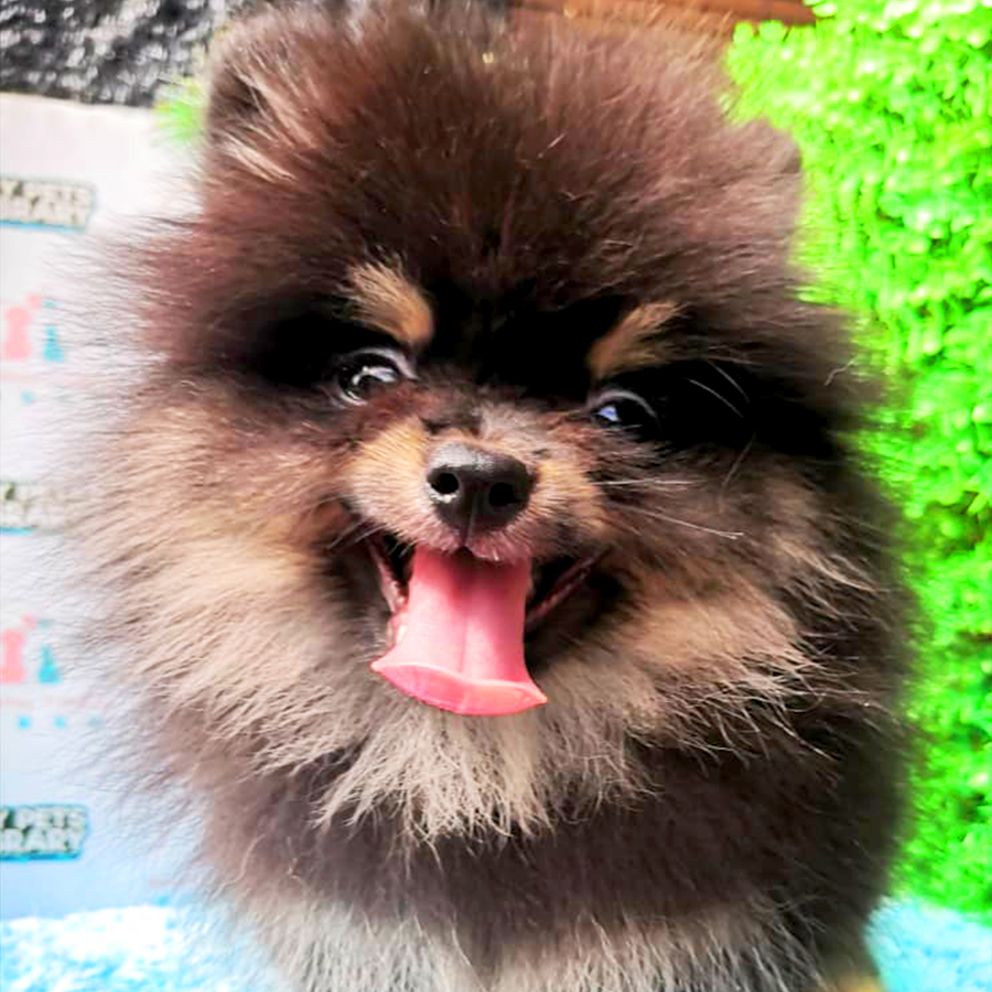 Black & Tan Tiny Pomeranian Puppy (Male) For Sale