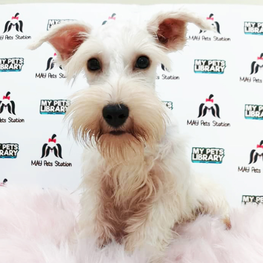 White Miniature Schnauzer Puppy (Male) For Sale