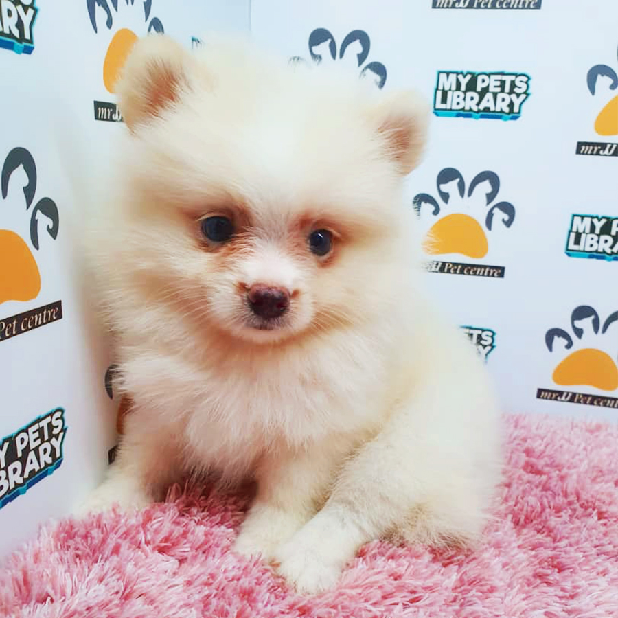 Parti White Pomeranian Puppy (Female) For Sale