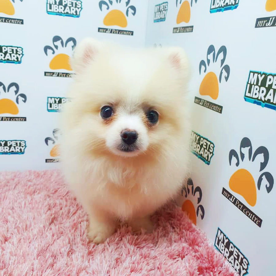 Parti White Pomeranian Puppy (Female) For Sale