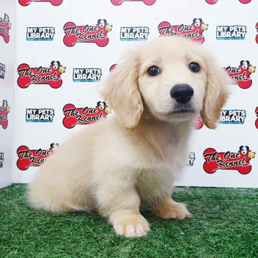 Cream Long Coat Dachshund Puppy (Male) For Sale